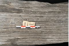 Foto (Detailansicht) von Sigillaria elongata Brongniart (NHMW-GEO-2024-0188-11067)